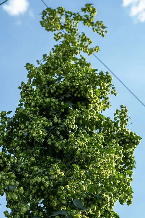 Spanish hop flowers, grown organically in León, Willamette variety, a viable substitute for Fuggle, Styrian Goldings, and Kent Goldings