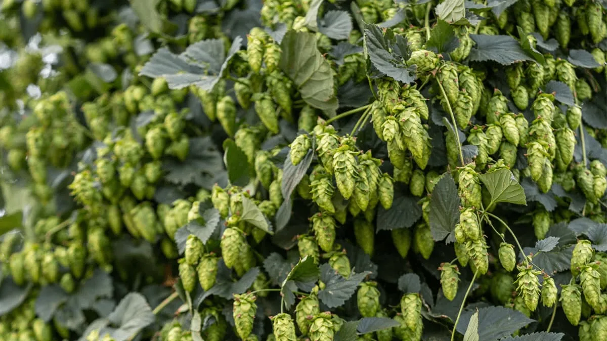 Hop flowers, Cascade variety, aromatic hop, suitable for whirlpool and dry hopping, a viable substitute for Amarillo, Centennial, and Comet