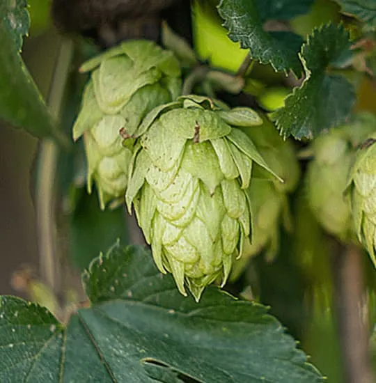 Cone of Spanish Centennial harvested in León, dual-purpose hop, viable substitute for Cascade, Amarillo and Chinook