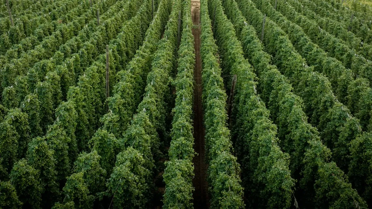 Hop fields in León, Spain, American and New Zealand varieties, suitable for craft beer brewing