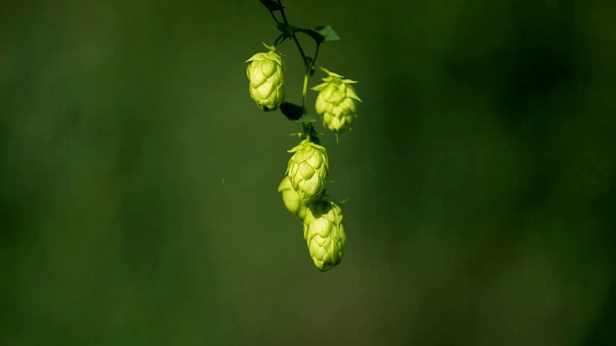 Spanish hop flowers, American and New Zealand varieties grown in Europe, organic cultivation for craft beer brewing
