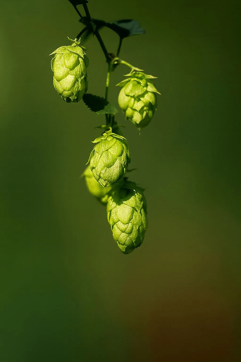 Spanish hop flowers of the American variety Willamette, aromatic, before being processed into T90 pellets for craft beer brewing