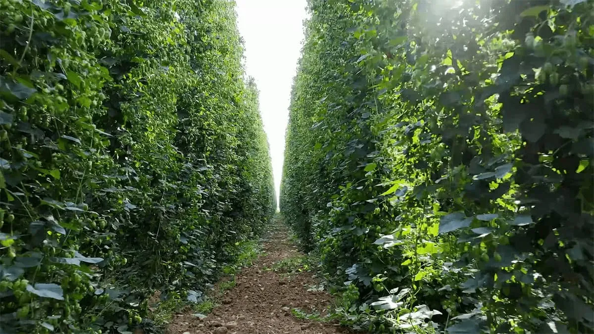 Organic hop cultivation in León, Spain, with aromatic, bitter, and dual-purpose varieties for use in whirlpool and dry hopping