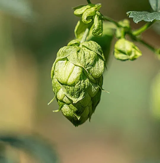 Cone of Spanish Wakatu harvested in León, aromatic hop, viable substitute for Motueka, Saaz and Hallertau Tradition